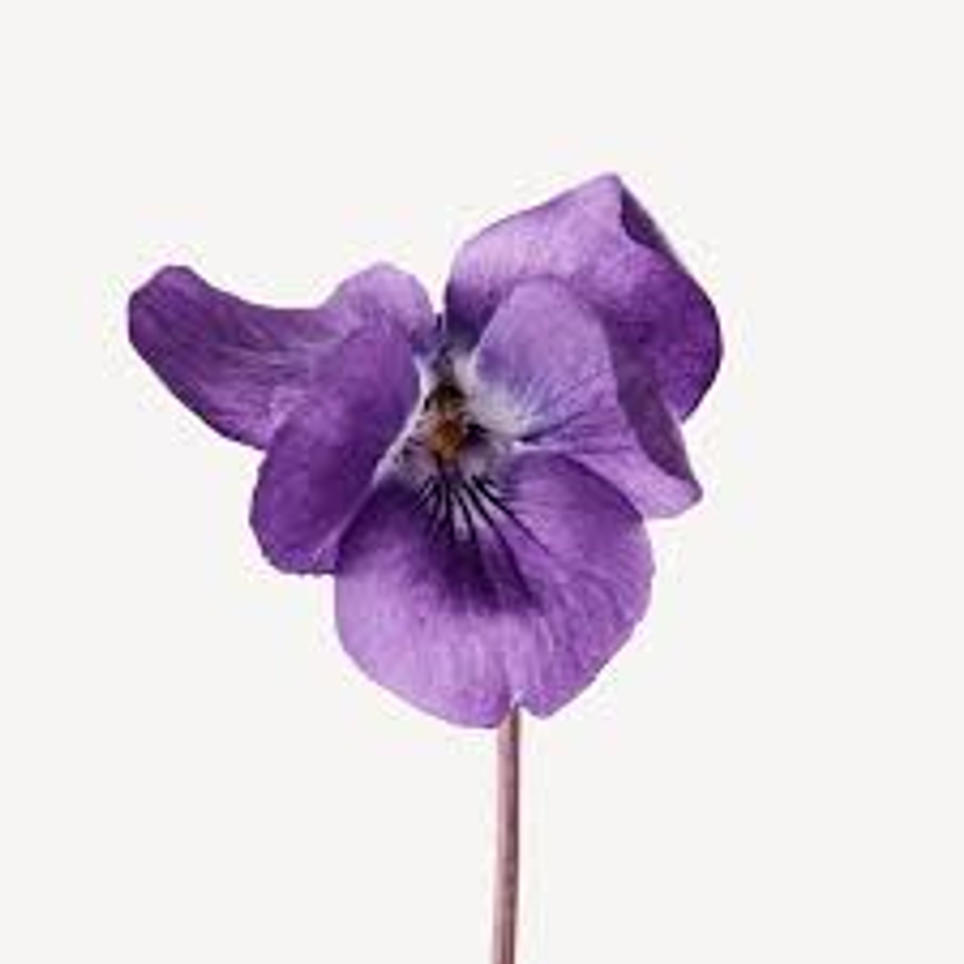 Picture of Black Violet note