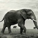 Avatar for user "aamirobaid"