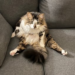 Avatar for user "apexthephotographer"