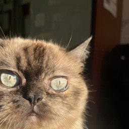 Avatar for user "unquestions"