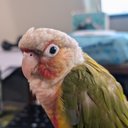 Avatar for user "my.username98"