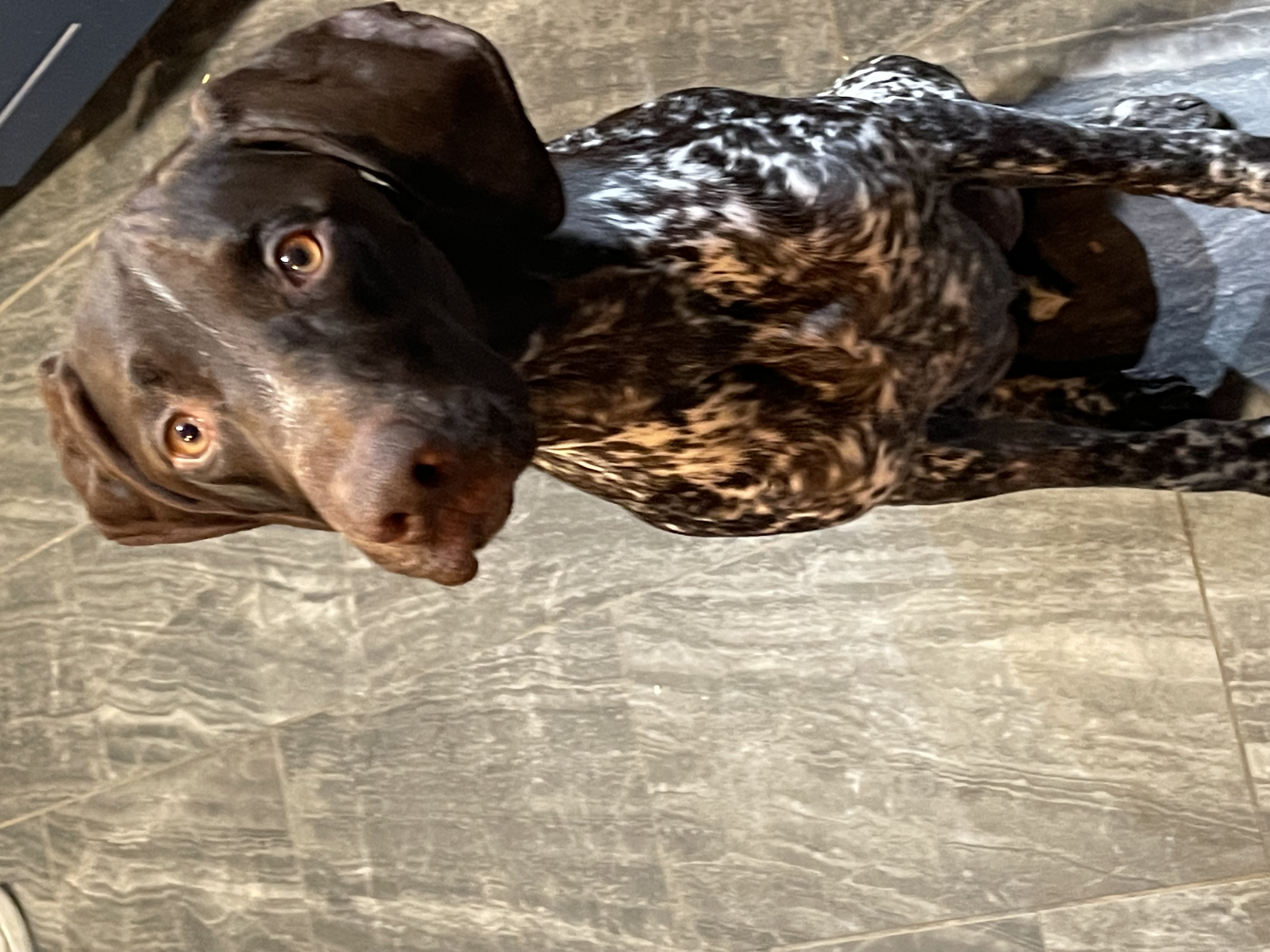 Avatar for user "captsidd"