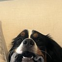 Avatar for user "jack"