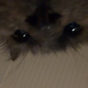 Avatar for user "kristian"