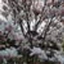 Avatar for user "daridineva"