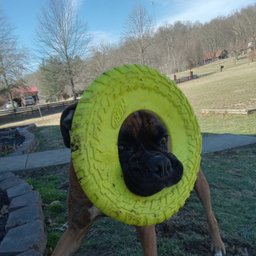 Avatar for user "robertcrotty"