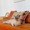 Avatar for user "scentience"