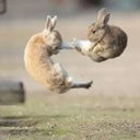 Avatar for user "badrabbit"