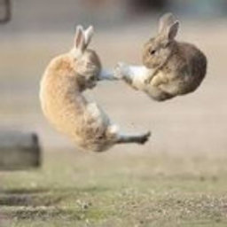 Avatar for user "badrabbit"