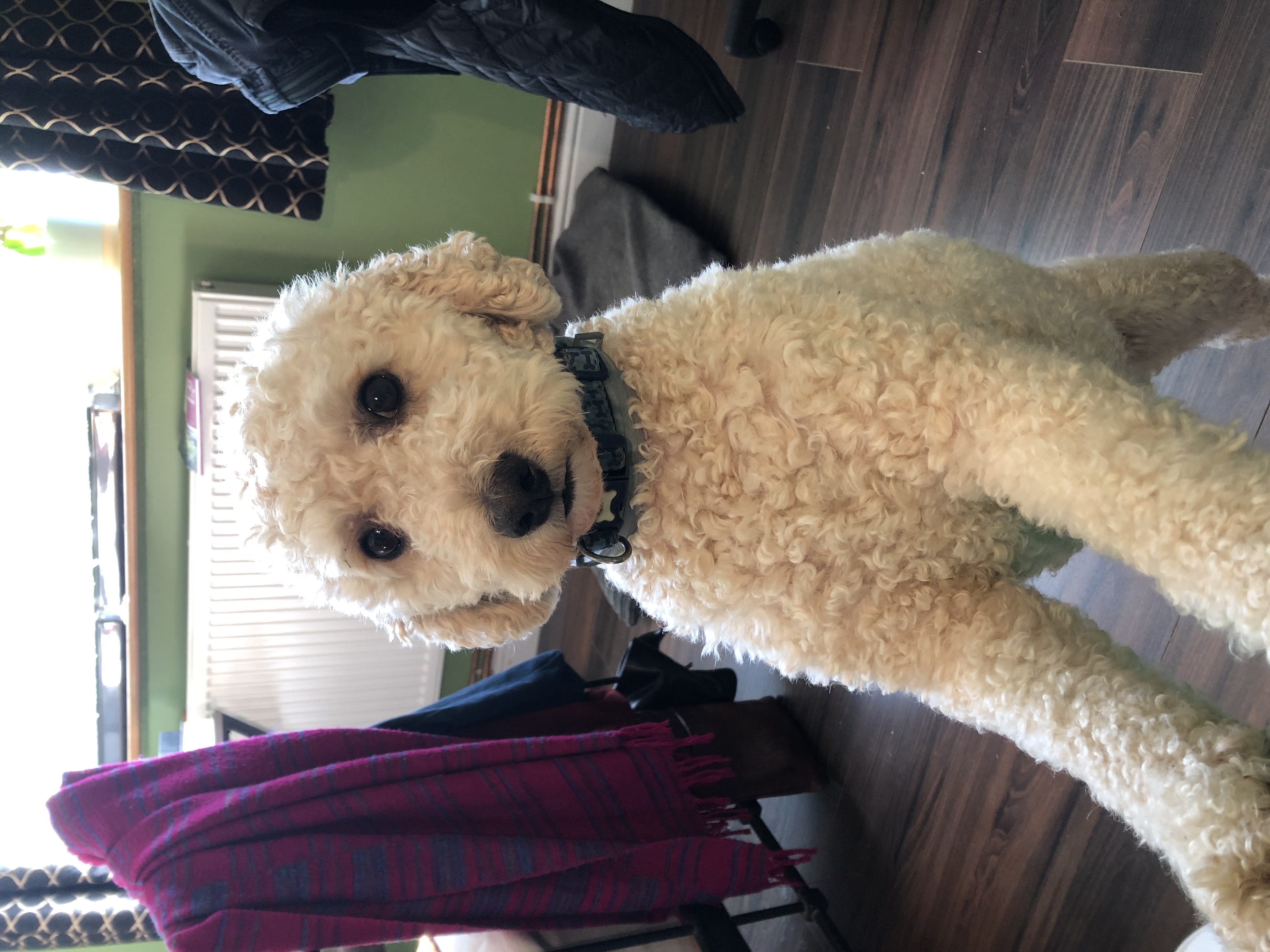 Avatar for user "waterlily"