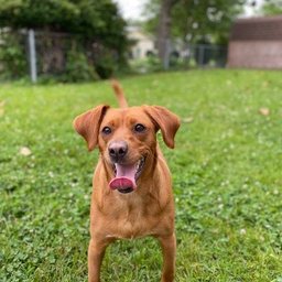 Avatar for user "daisyjoy"