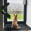 Avatar for user "-lows-"