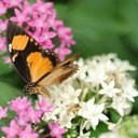 Avatar for user "courtneybyrd"