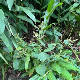 Avatar for user "eksty"