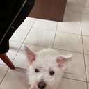 Avatar for user "alisajiang"