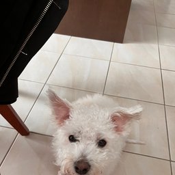 Avatar for user "alisajiang"