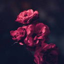 Avatar for user "alinafng"