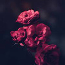 Avatar for user "alinafng"