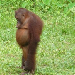 Avatar for user "nick.f"