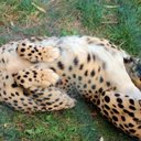 Avatar for user "ms_mim"