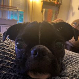 Avatar for user "speckled007"