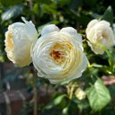 Avatar for user "sh1"