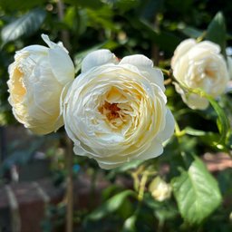 Avatar for user "sh1"