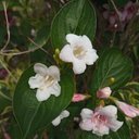 Avatar for user "alex."