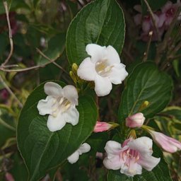 Avatar for user "alex."