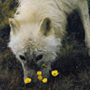 Avatar for user "saturnic-ether"