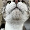 Avatar for user "thescentpsychiatrist"