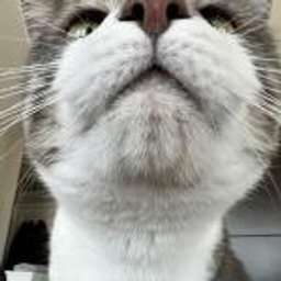 Avatar for user "thescentpsychiatrist"