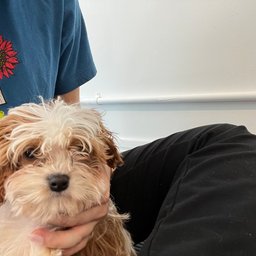 Avatar for user "rebeccahsieh"