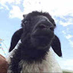 Avatar for user "shawn"