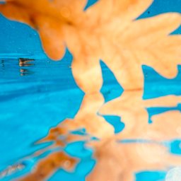 Avatar for user "cambridgepetrichor"