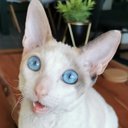 Avatar for user "ericjacques"