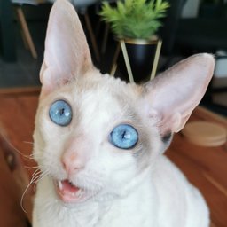 Avatar for user "ericjacques"