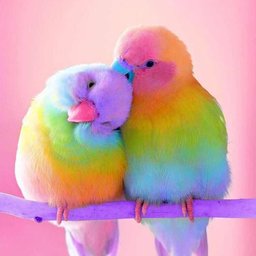 Avatar for user "aaliyah"