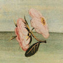 Avatar for user "nayarasvmc"