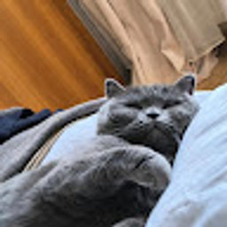 Avatar for user "vaidavoievod"