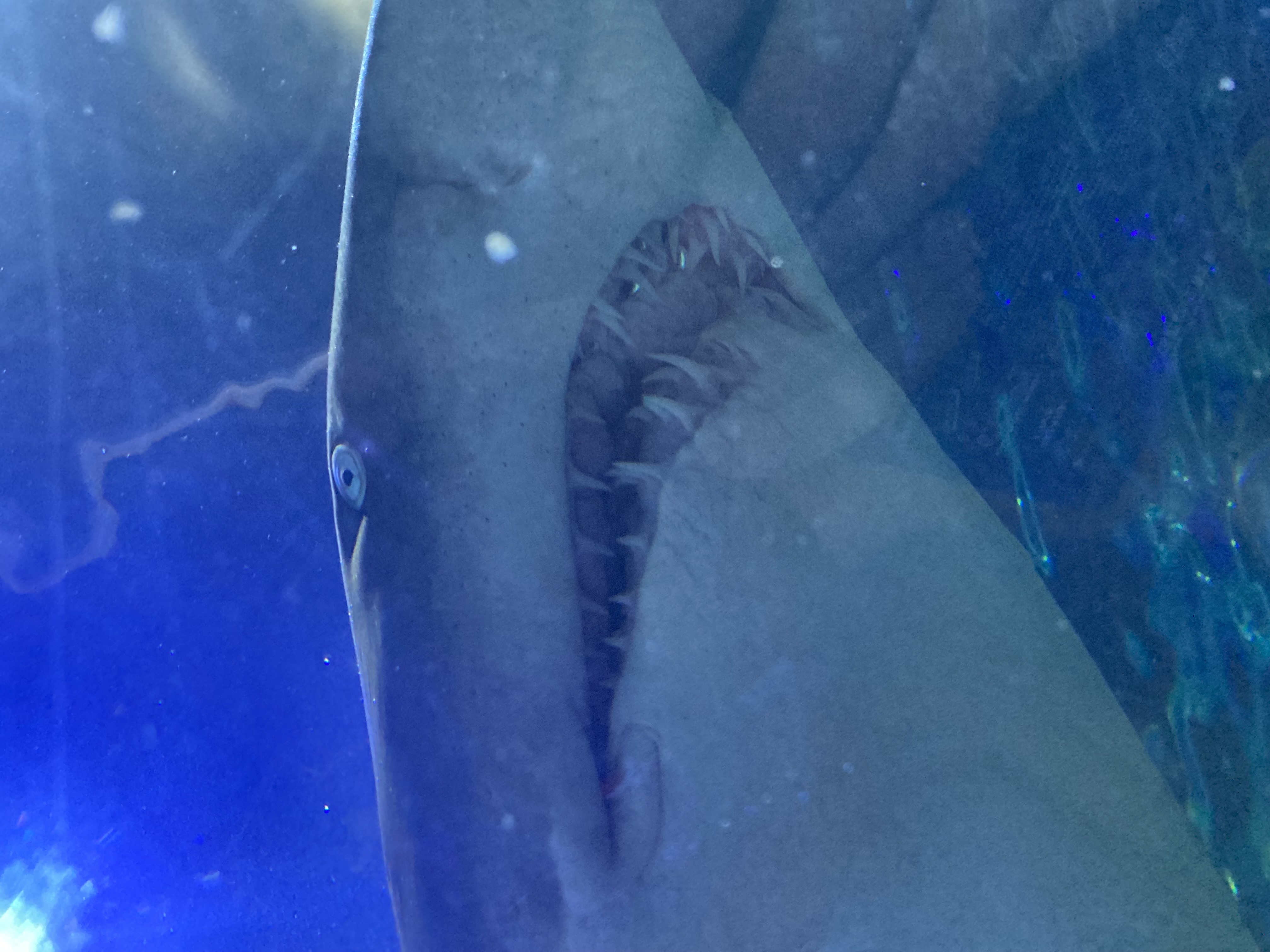 Avatar for user "speded"