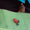 Avatar for user "missmontespan"