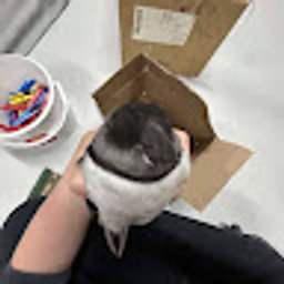 Avatar for user "icefragrances"