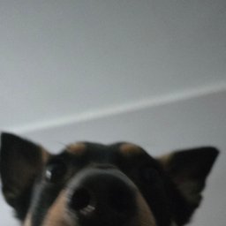 Avatar for user "samourai"