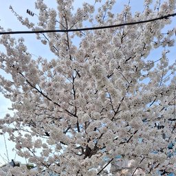 Avatar for user "roj"