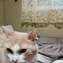 Avatar for user "annie"