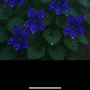 Avatar for user "shrinking_violet"