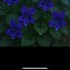 Avatar for user "shrinking_violet"